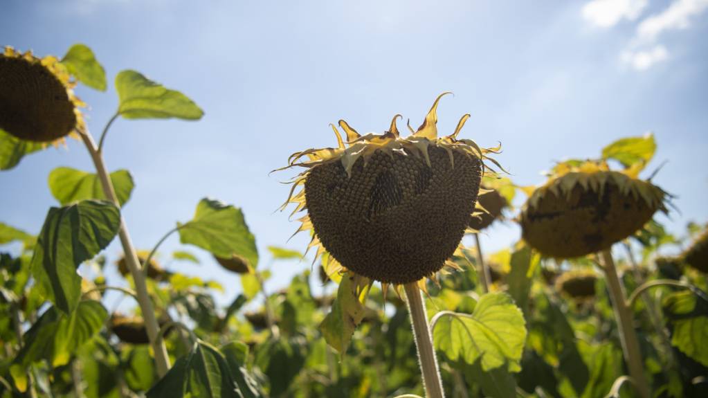 Extremhitze bedroht laut einem Bericht die Existenzgrundlagen von mehr als einer Milliarde Menschen. (Symbolbild)