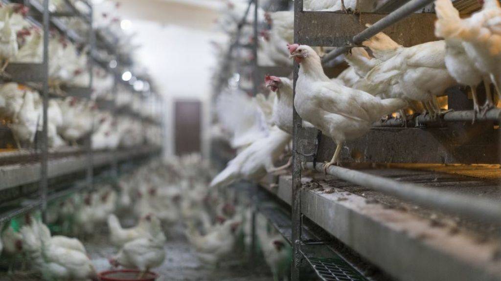 In den letzten fünf Jahren stieg die Hühnereier-Produktion in der Schweiz um 20 Prozent. Und weil auch mehr Poulet gegessen wurde, ging der Fleischkonsum insgesamt trotz Reduktion des Bestands an Schlachtrindern und -schweinen nicht zurück. (Symbolbild)