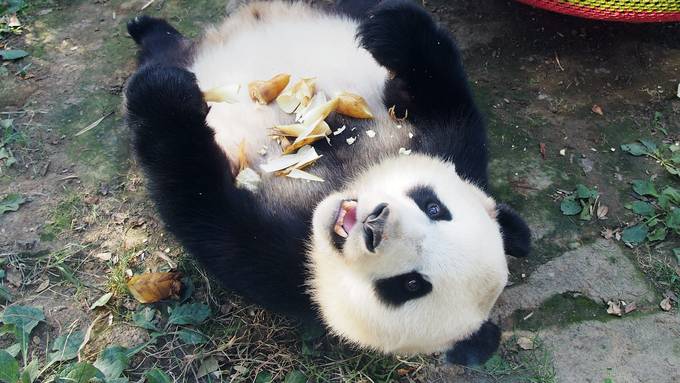 Zum «National Panda Day» — die herzigsten Fellknäuel im Video