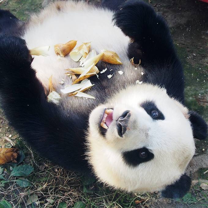 Zum «National Panda Day» — die herzigsten Fellknäuel im Video