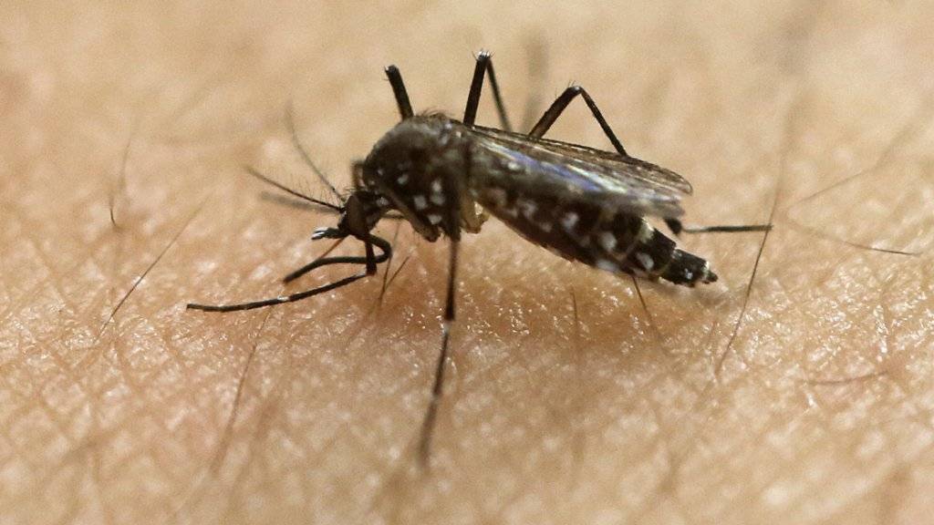 Übertragen wird das Zika-Virus durch die Tiger-Mücke, aber auch durch sexuelle Kontakte. (Archivbild)