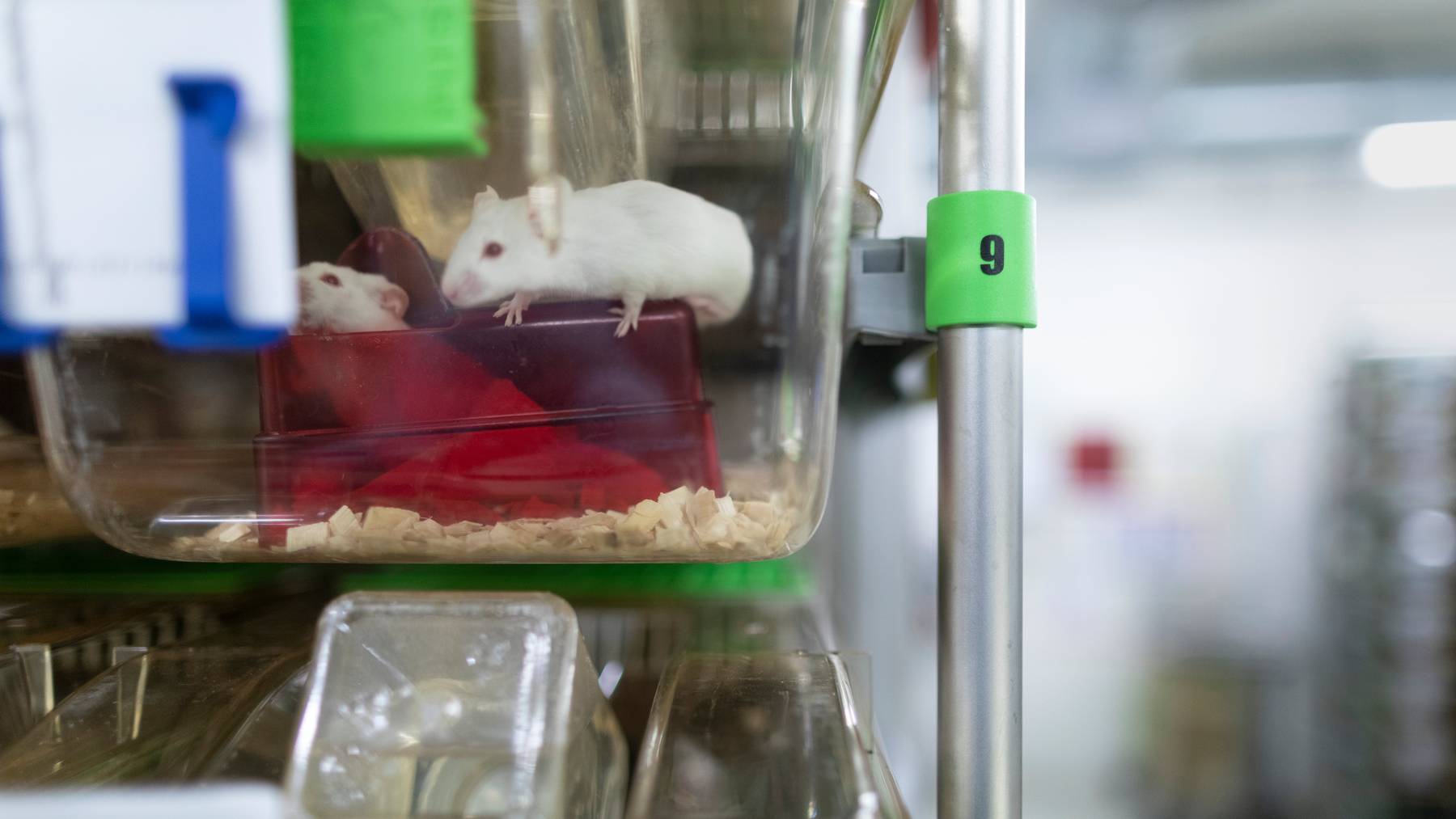 Trotz starker Standardisierung litten Tierversuche an ihrer geringen Reproduzierbarkeit, schliesst eine internationale Forschergruppe.