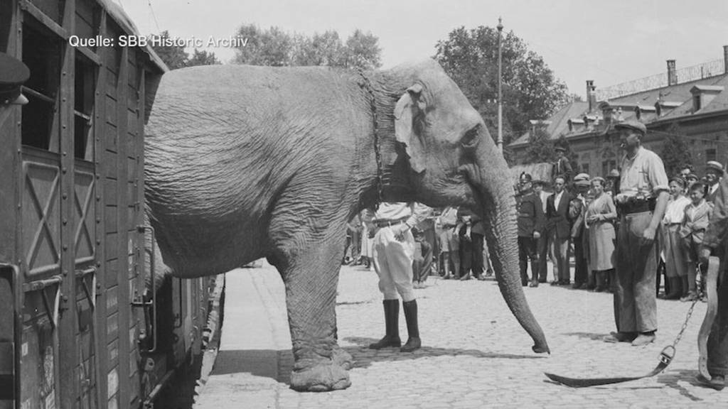 Zirkus Knie verlagert Transport auf die Strasse