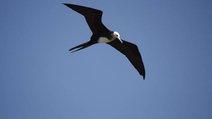 Fregattvögel schlafen im Flug und haben meist ein Auge offen