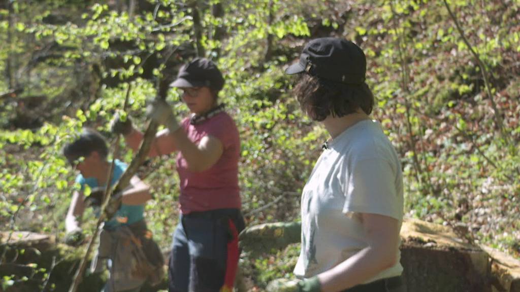 Stiftung Bergwaldprojekt: Grabser Bäume werden auf Vordermann gebracht