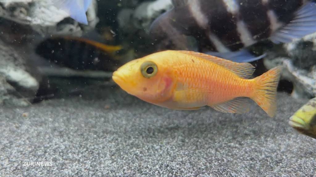 Kampagne gegen Aussetzen von Fischen