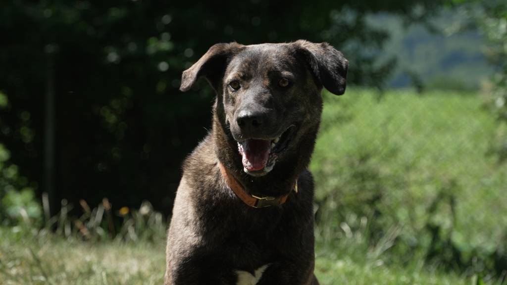 Nelli