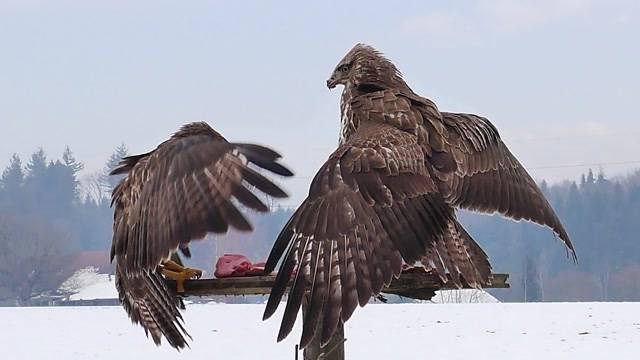 Greifvögel bei Schnee füttern oder nicht?