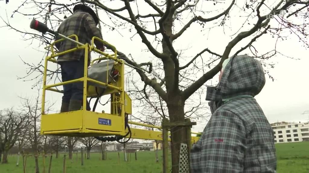 Mildes Wetter beschäftigt Obstbauern