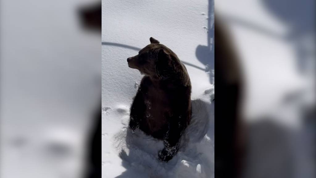 Kanada: Grizzly Boo taucht aus dem Schnee auf