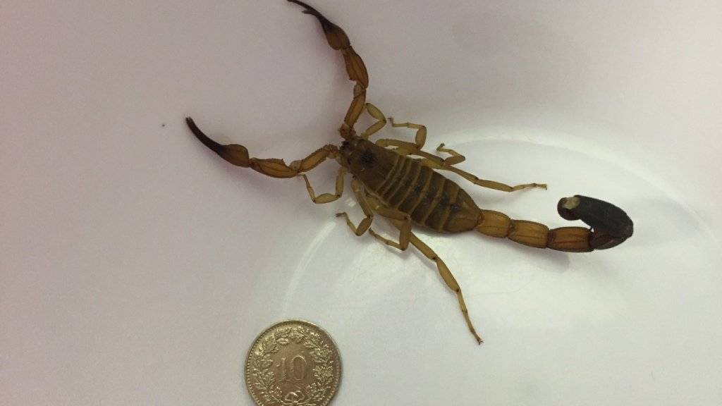 Eine Frau aus Zürich-Oerlikon fand nach ihren Ferien zu Hause zwei Skorpione. Einer davon war rund 6 Zentimeter lang.
