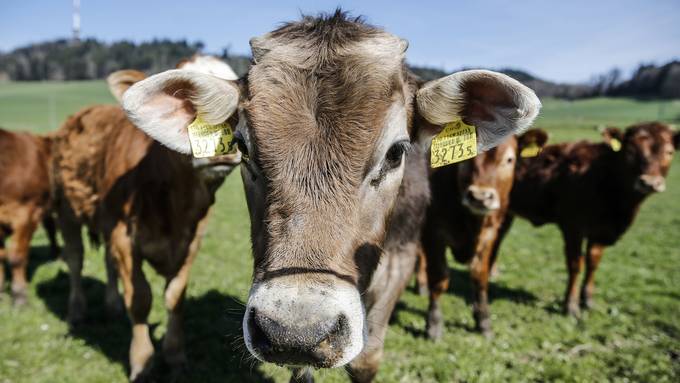 Setzen wir schon bald Kühe für die Verringerung von Plastikmüll ein?