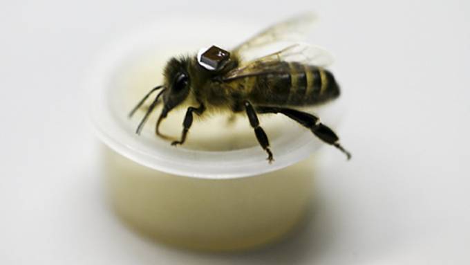 Pestizide: Bienen erhalten Mikrochip