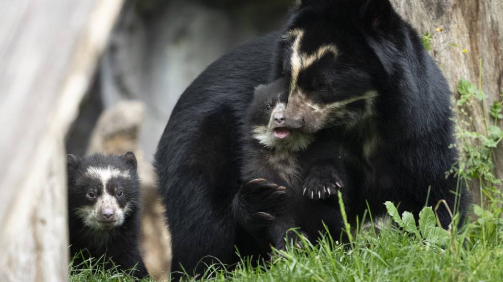 Die beiden Nachwuchs-Brillenbären Auki und Amaru entdecken mit ihrer Mutter Rica das Gehege im Zoo Zürich.