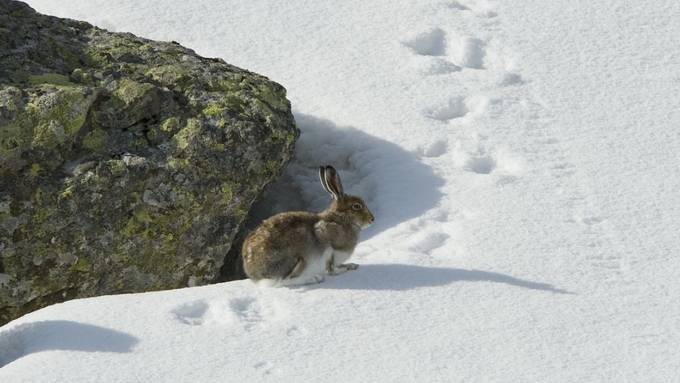 Schneehasen müssen sich beeilen