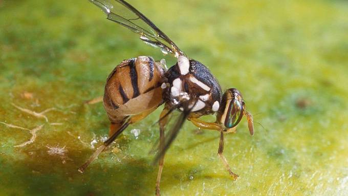 Winzige Fliege - riesiger Schaden