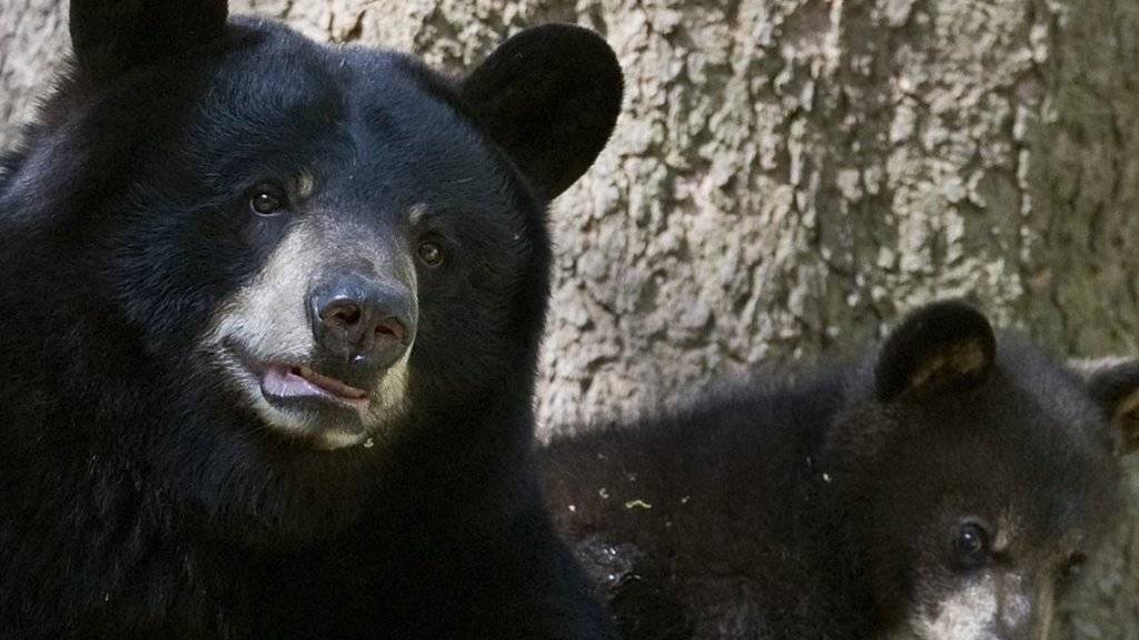 Innerhalb von zwei Tagen wurden in Florida rund 300 Schwarzbären erlegt. (Archivbild)