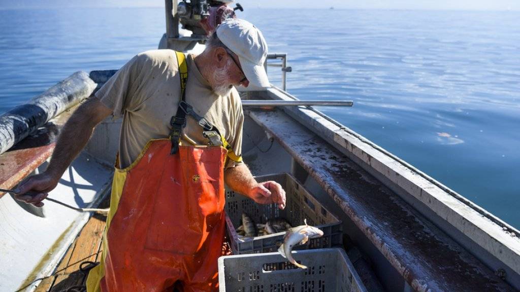 Den Fischern am Genfersee sind 2017  deutlich weniger Fische ins Netz gegangen. Das Minus beträgt knapp 20 Prozent. (Archiv)