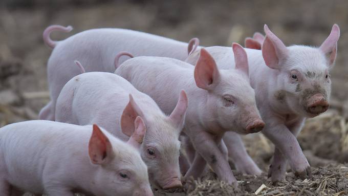 18'000 Franken Strafe für Berner Landwirt wegen Tierquälerei