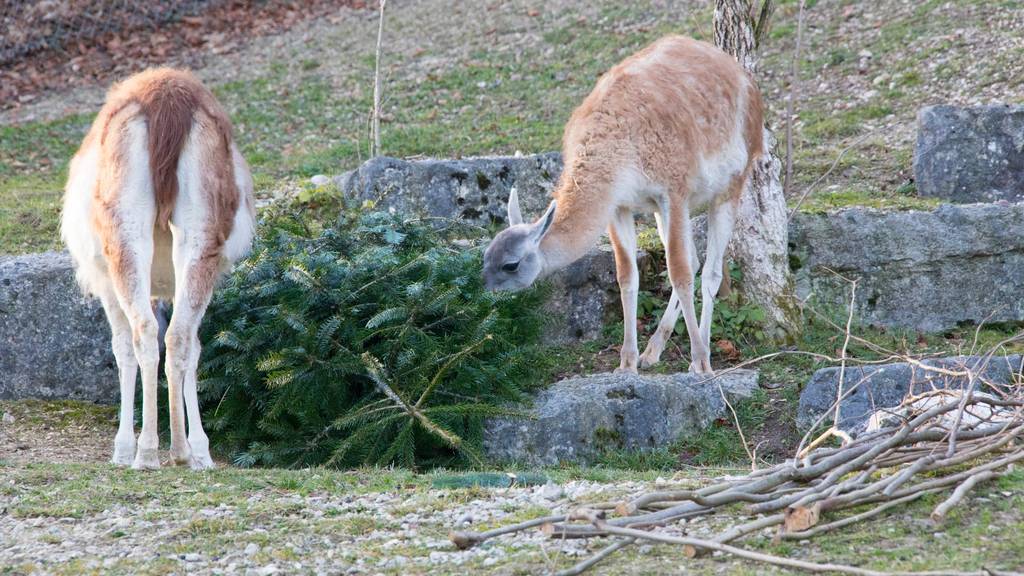 Ungebrauchte Christbäume landen jetzt als Futter im Zoo