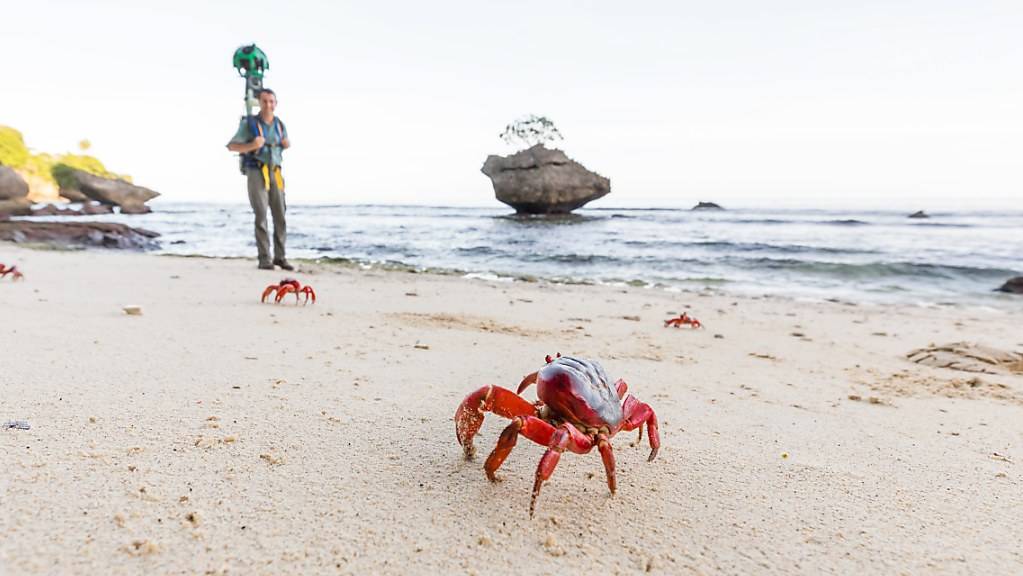 Rote Krabben am Strand der abgelegenen Weihnachtsinsel im Indischen Ozean. (Archivbild)