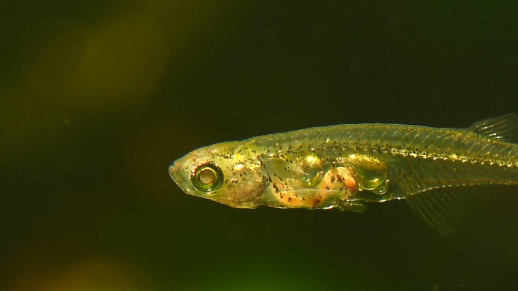 Nur 12 Millimeter lang, aber über 140 Dezibel laut: Der Fisch Danionella cerebrum.