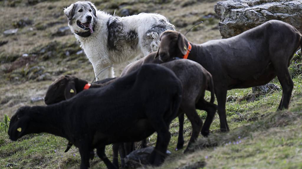 Ein Herdenschutzhund schützt Schafe auf einer Alp. Gut umgesetzter Herdenschutz hat im Kanton Glarus die Wolfsschäden auf den Alpen auf ein Minimum gesenkt. (Archivbild)