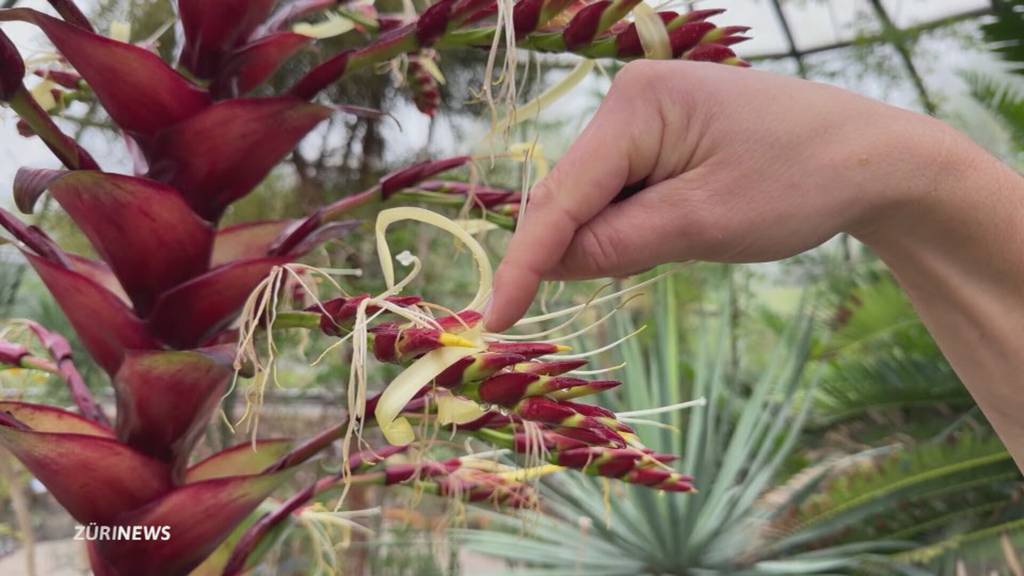 Seltenes Naturspektakel: Riesenbromelie blüht in Zürich