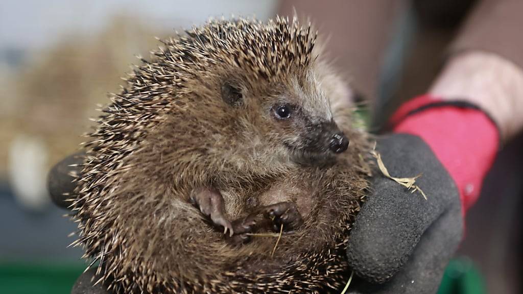 In Schaffhausen befreiten Polizisten einen Igel aus seiner misslichen Lage. (Archivbild)