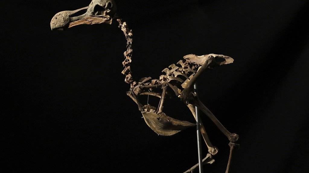 Das Skelett eines Dodos - Forscher haben anhand der Knochen des ausgestorbenen Vogels neue Erkenntnisse zu dessen Lebensart gewonnen. (Archiv)