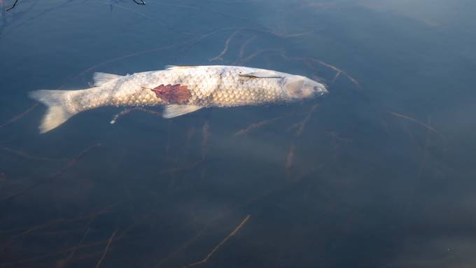 Fast 100 tote Fische in Fluss gefunden