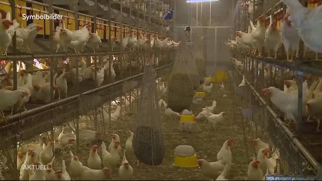 Wegen Salmonellen: Tausende Hühner geschlachtet