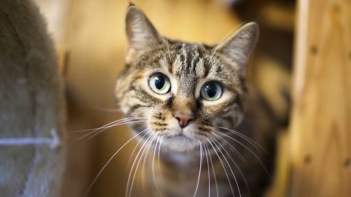St.Galler Regierung will keine Chip-Pflicht für Katzen einführen