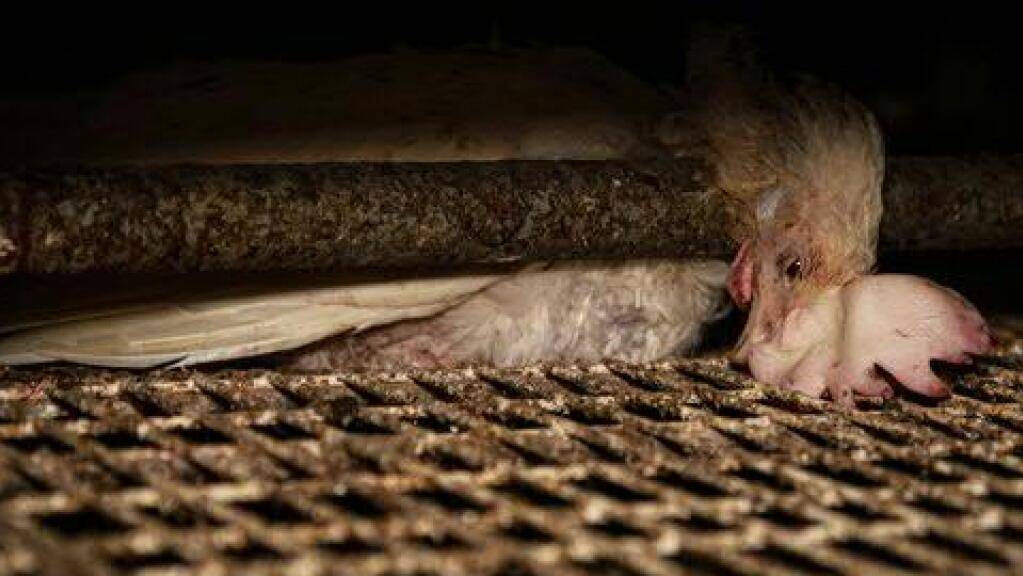 «Jeden Tag sterben Hühner qualvoll im Stall»: Tierrechtsorganisation TIF reicht Anzeige gegen zwei Legehennen-Betriebe ein.