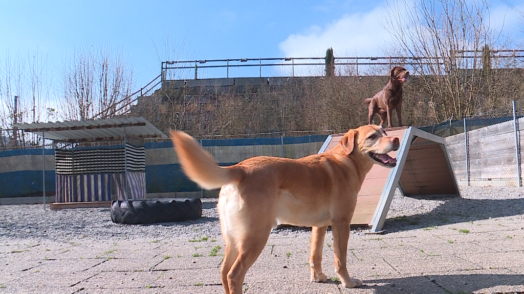 Kita fuer Hunde
