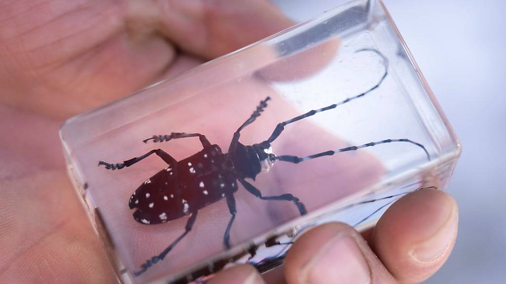 Ein präparierter Asiatischer Laubholzbockkäfer. (Archivaufnahme),