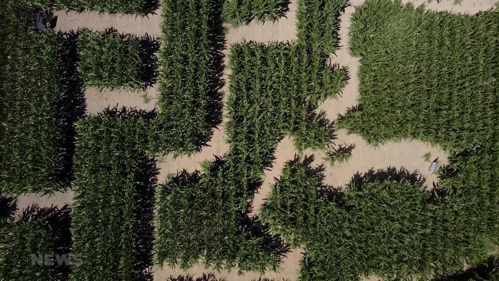 Maislabyrinth in Laupen eröffnet