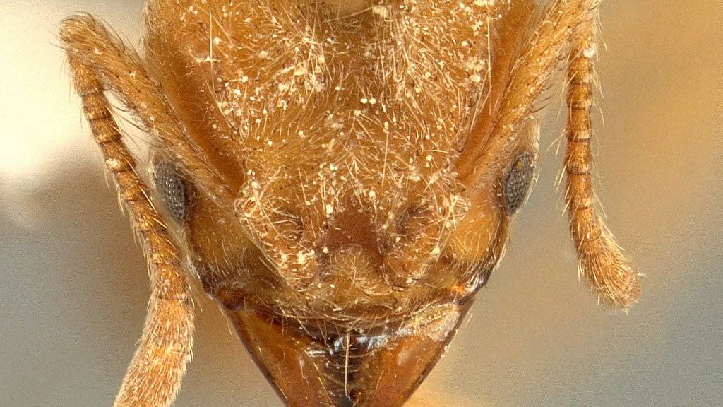 Der Kopf der neu entdeckten Ameisenart Sericomyrmex radioheadi.