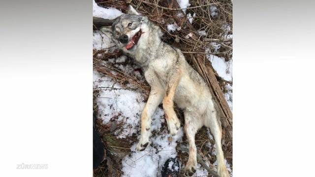 Nach Wolf-Abschuss Wilderer im Visier