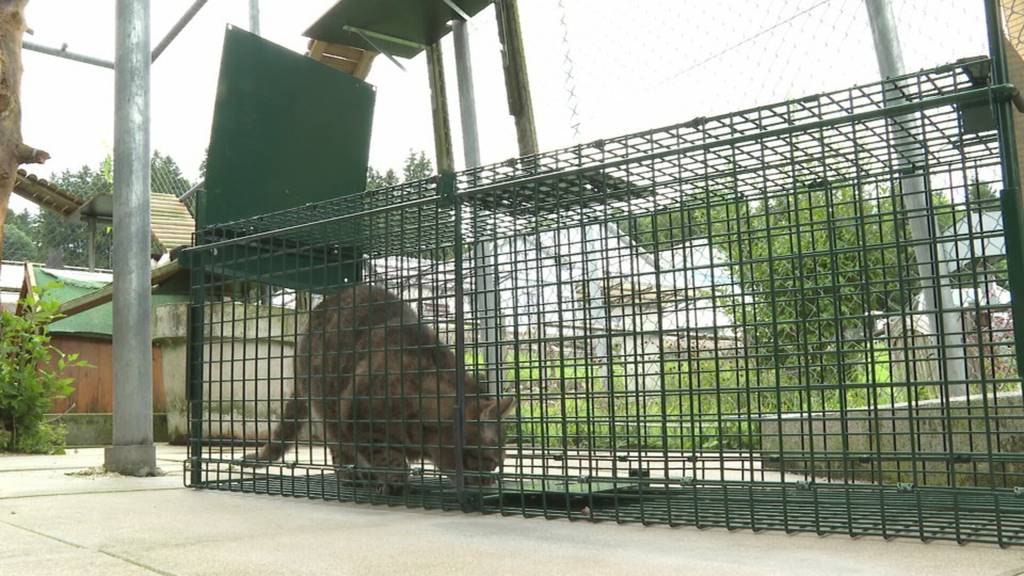 Ostschweizer Hotline für tierische Notfälle