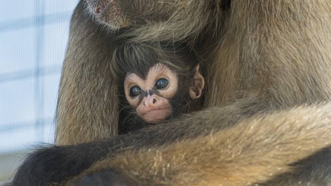 Zwei neue Klammeraffen-Babys im Zoo Basel