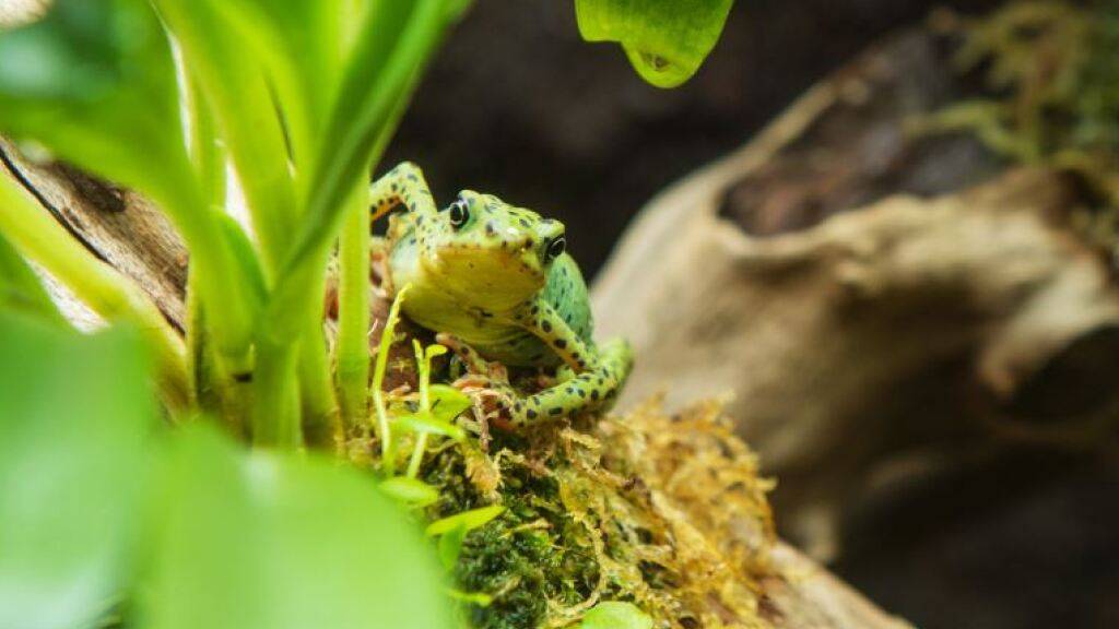 Man muss genau hinschauen, um die winzige Rio-Pescado-Harlekinkröte im Basler Zolli zu entdecken.
