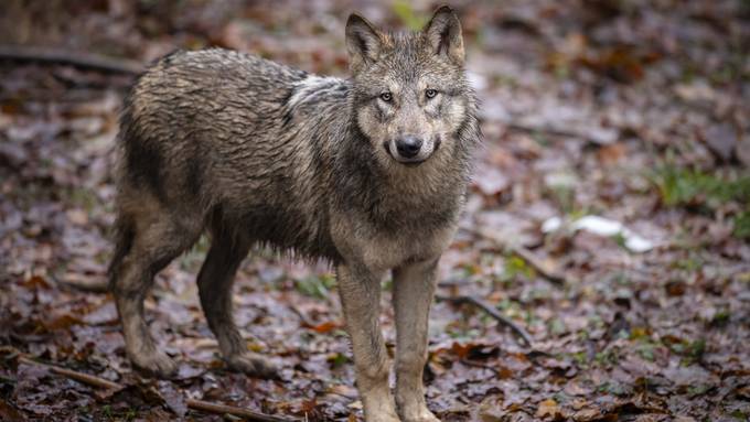 Keine Rechtsgrundlage: Kanton Thurgau kann Wolf nicht schiessen