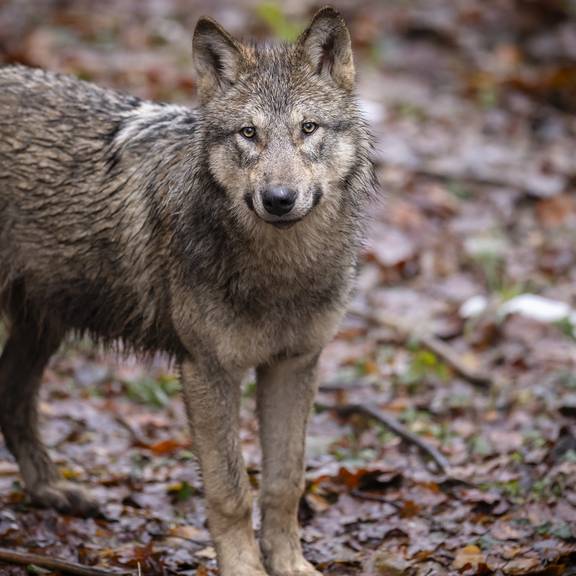 Keine Rechtsgrundlage: Kanton Thurgau kann Wolf nicht schiessen