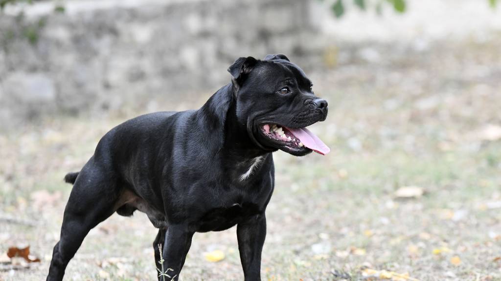 Listenhund beisst Chiller-Büsi – Hundehalter wird bestraft