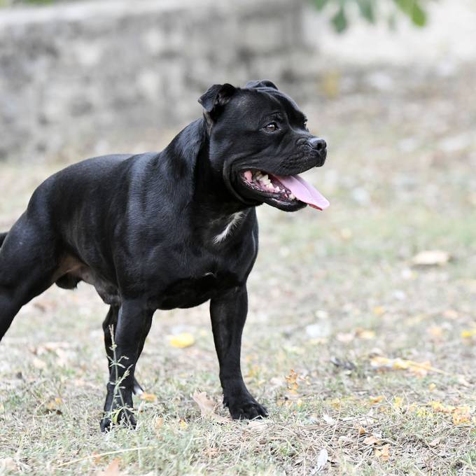 Listenhund beisst Chiller-Büsi – Hundehalter wird bestraft