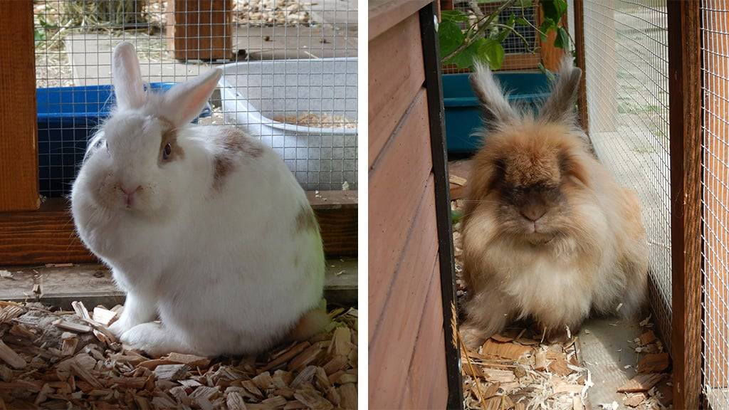 Buster & Bella 