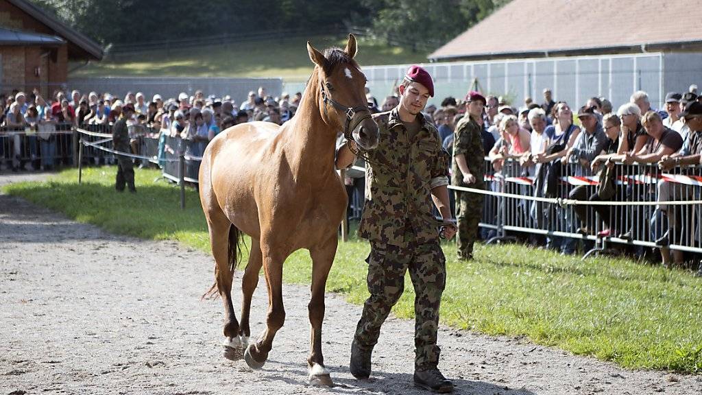 Versteigerung von beschlagnahmten Pferden des mutmasslichen Tierquälers aus Hefenhofen TG durch die Armee am 17. August in Schönbühl BE