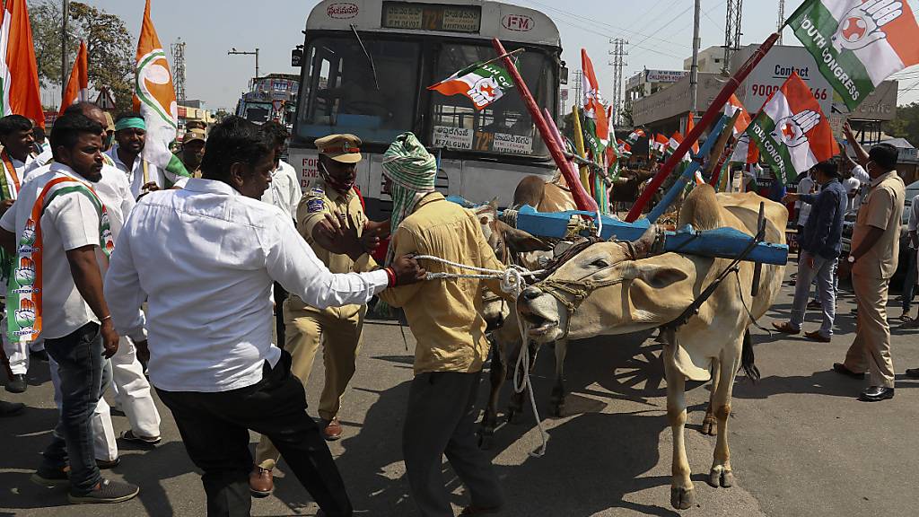 Aktivisten der Kongresspartei bringen einen von einer Kuh gezogenen Wagen auf eine Fahrbahn. Protestierende Bauern haben am 06.02.2021 dazu aufgerufen, Autobahnen für drei Stunden im ganzen Land zu blockieren. Sie fordern die Aufhebung neuer Landwirtschaftsgesetze. Foto: Mahesh Kumar A/AP/dpa