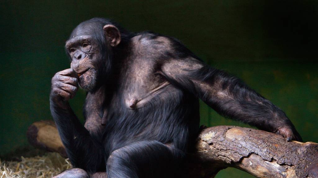 Schimpanse Symbolbild